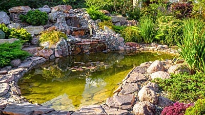 insects and bugs in your yard