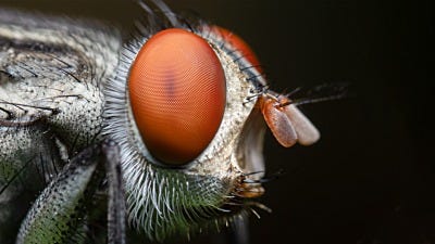 solutions for flies inside 