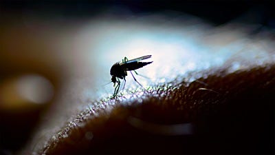 Female vs Male Mosquitoes: What's the Difference?