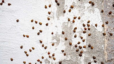 lady bug vs asian lady beetle