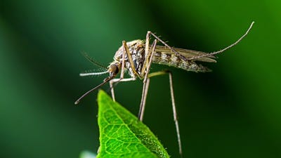 What is Mosquito Season and When Does It Occur? 