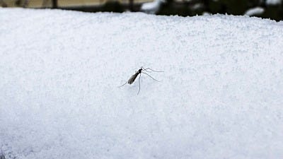 mosquitos in the winter season