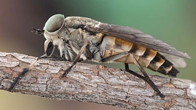 horse and deer flies solutions