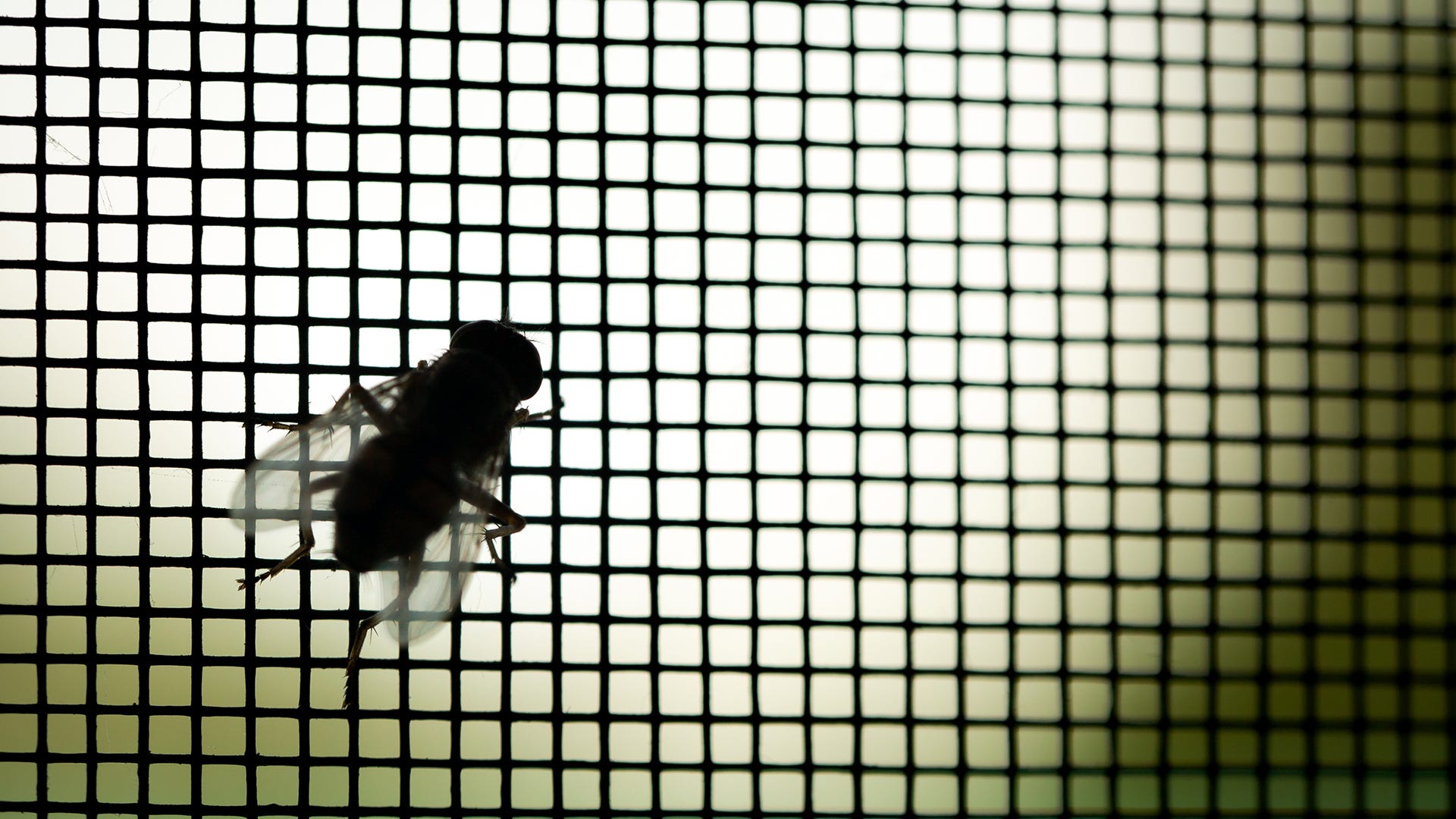 fly on screen