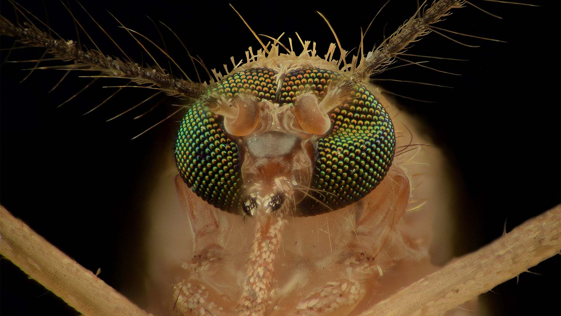 Mosquito Anatomy Up Close