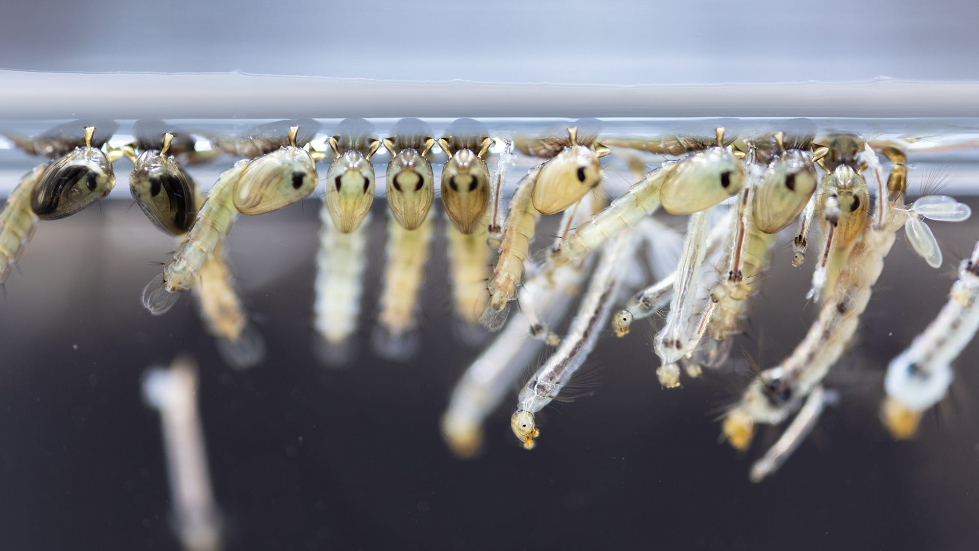 mosquito larvae