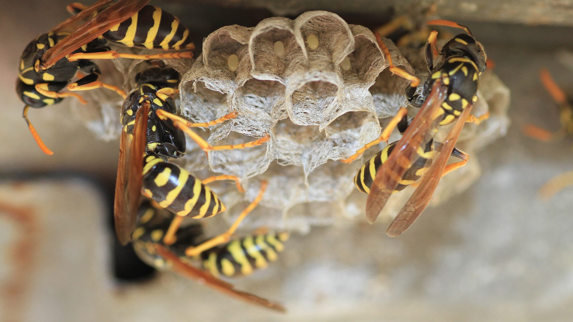 wasp on hive