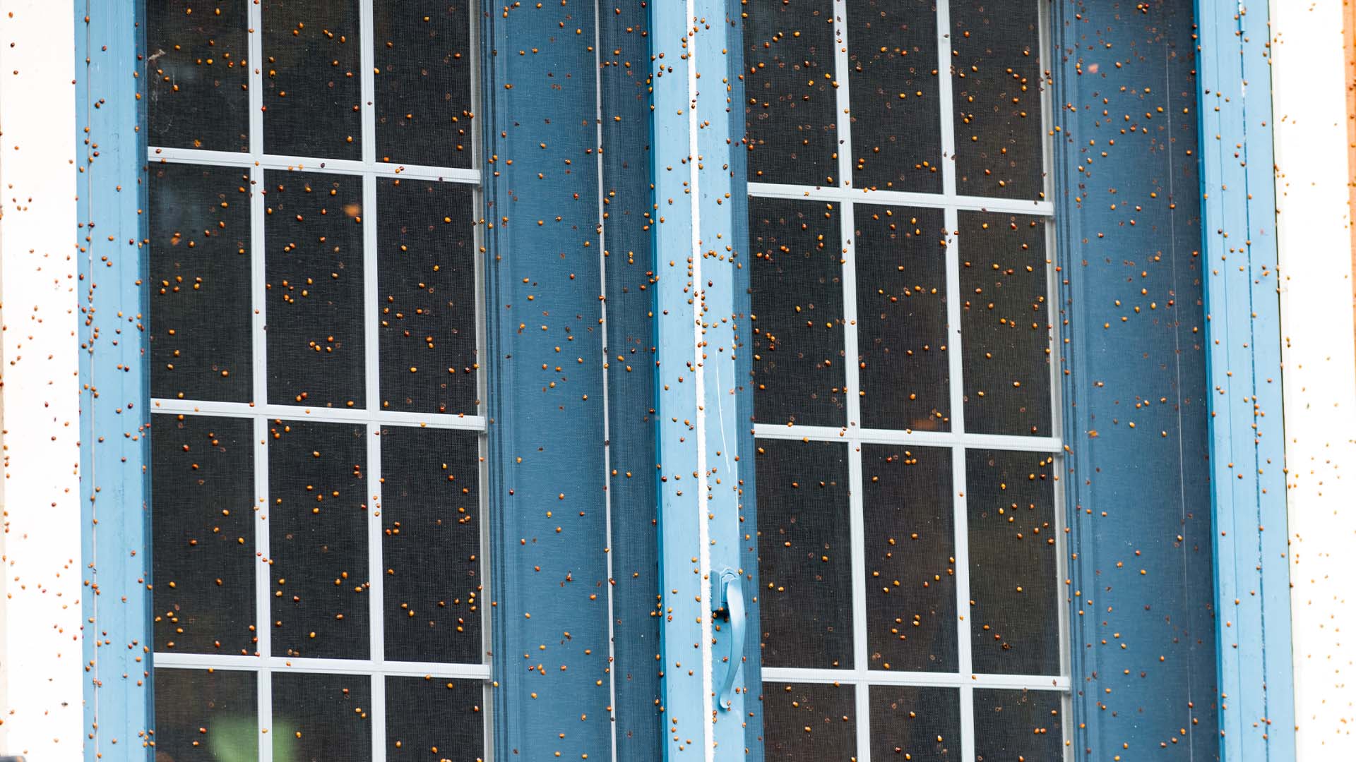 asian lady beetle outside on doors