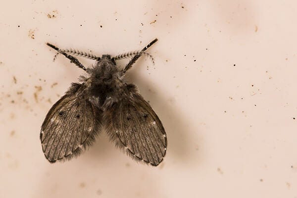 Drain Fly Drain Fly