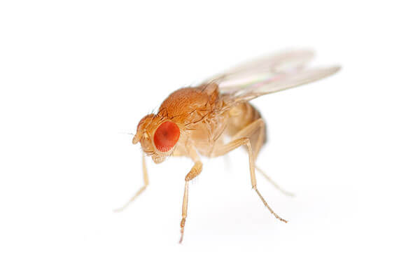 Prevent infestation with Vinegar Flies, avoid the risk of having Drosophila  Melanogaster in your home