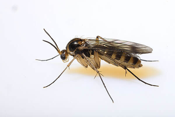 Fungus Gnat Fungus Gnat