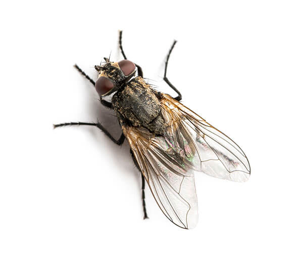 House Fly