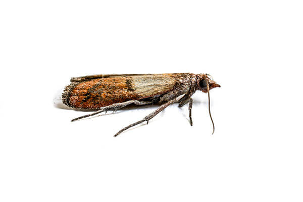 Pantry Moth Pantry Moth