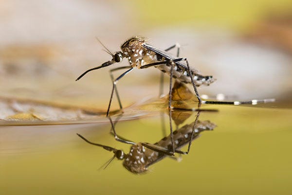 Mosquito walking on water