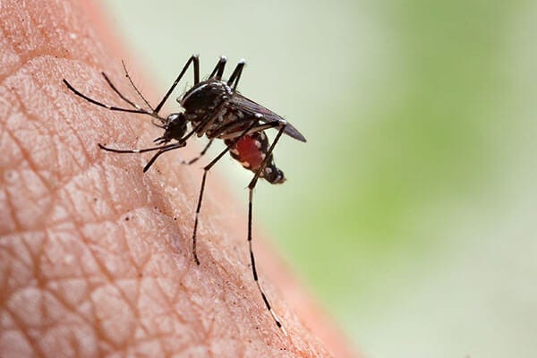 A mosquito biting through human skin