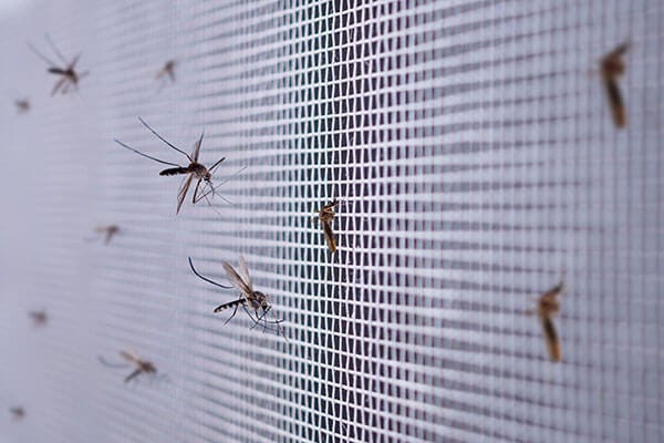 Mosquitos Prevented from Entering a House By a Screen Mosquitos Prevented from Entering a House By a Screen