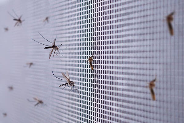 Mosquitos Prevented from Entering a House By a Screen