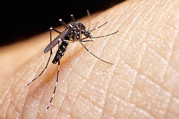 Asian Tiger Mosquito