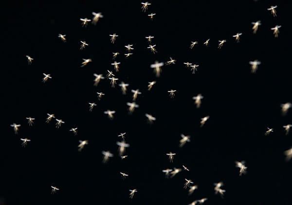 A swarm of mosquitoes in the night sky A swarm of mosquitoes in the night sky