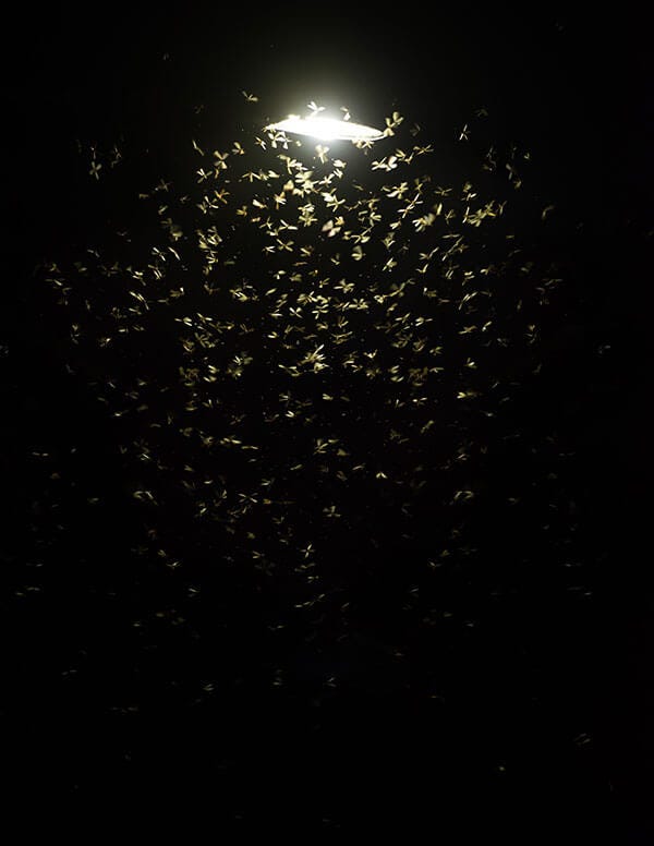 non toxic light non toxic light