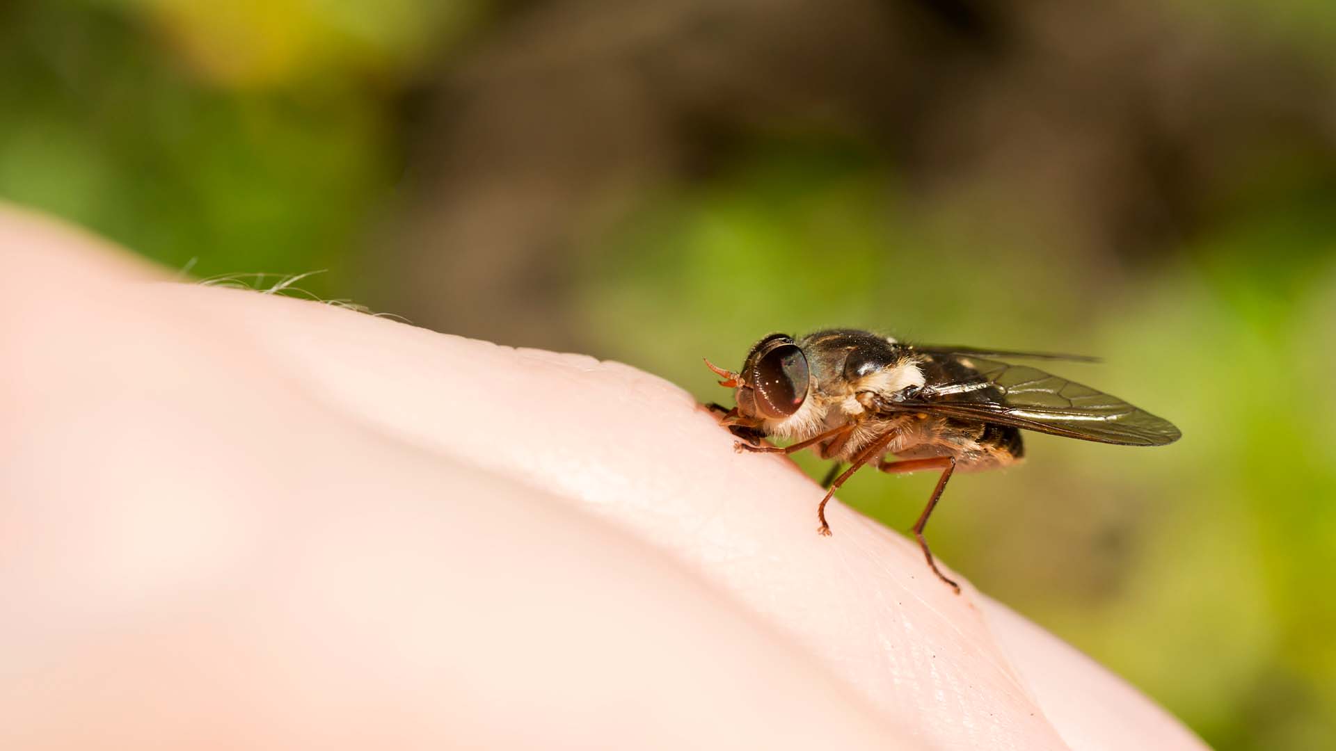  How to Get Rid of Horse & Deer Flies