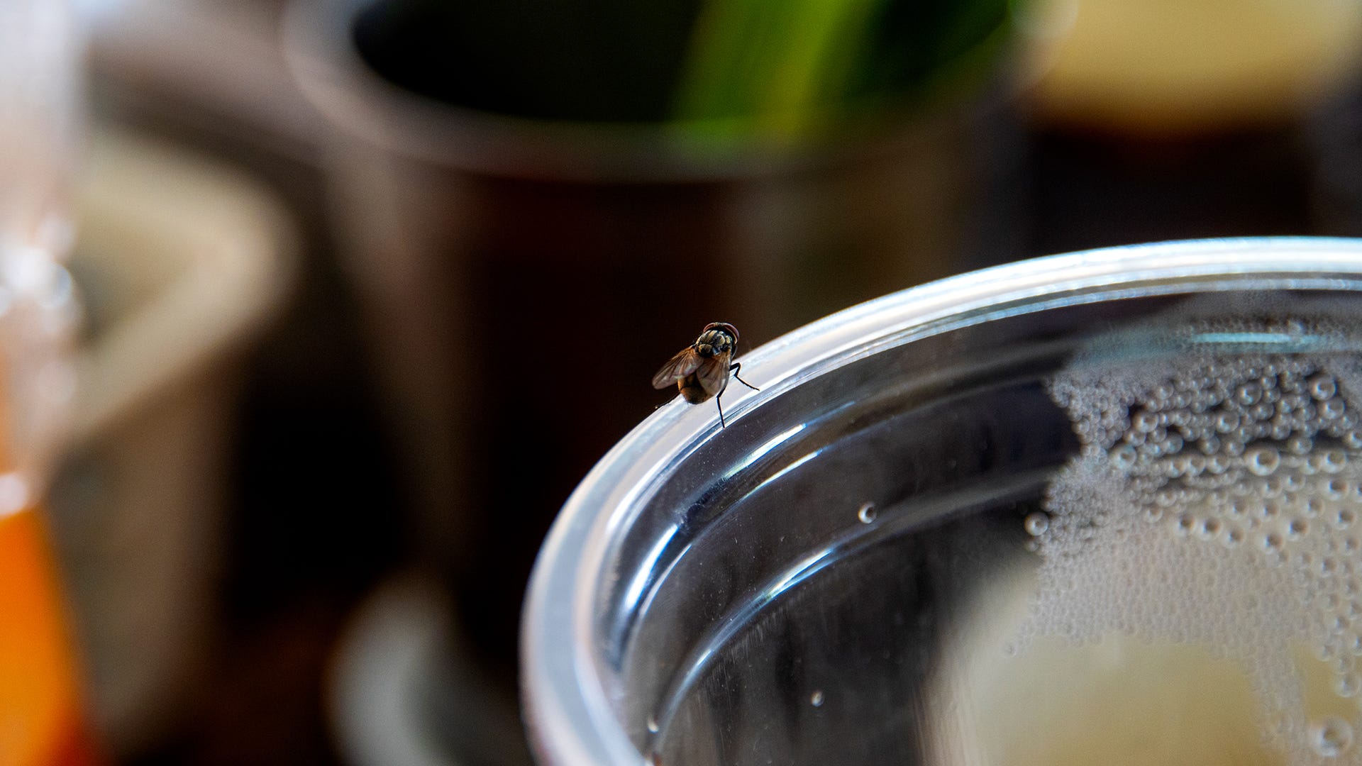 fly on coffee