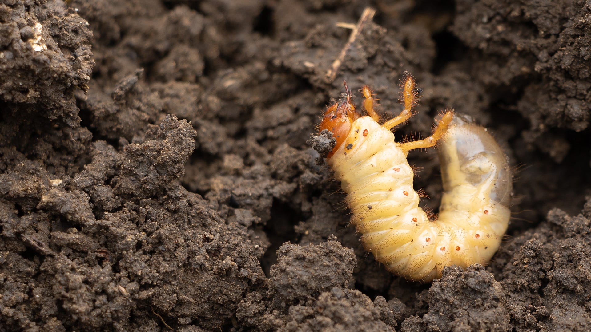  How To Get Rid of June Beetles