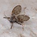 Drain Flies