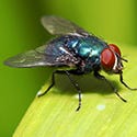 Flies