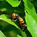 Hornets