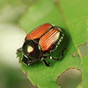 June Beetles