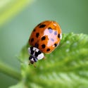 Asian Lady Beetles