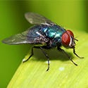 House Flies