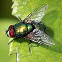 Flies