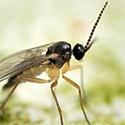 Fungus Gnats