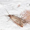 Moths