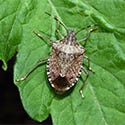 Stink Bugs