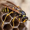 Wasps